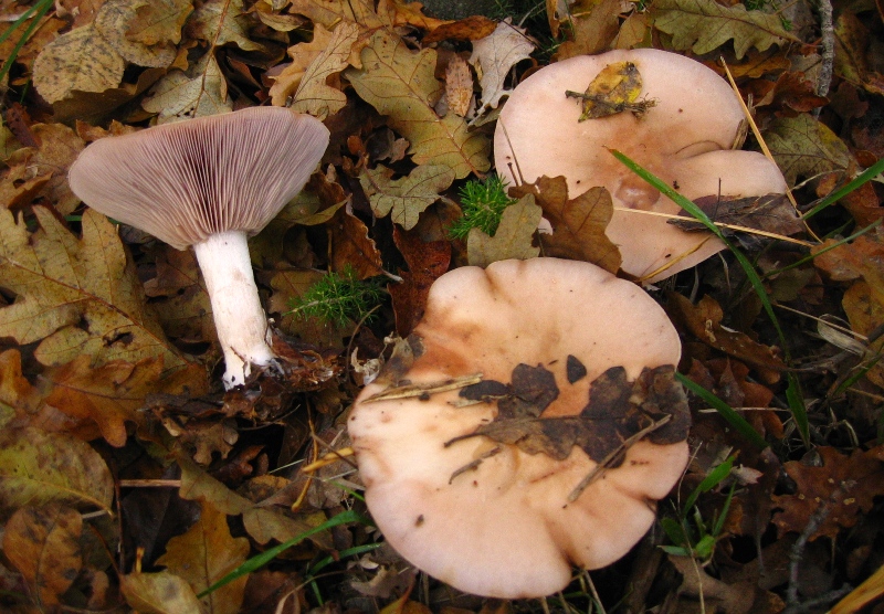 Escursione in querceto, finalmente i funghi!!!